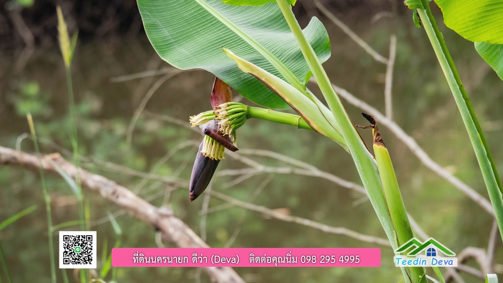 ที่ดินนครนายก ติดแม่น้ำ 14 ไร่ พื้นที่ติดแม่น้ำ 400 เมตร ชมลำธารสวยๆ บรรยากาศสบายๆ ต.สาริกา อ.เมือง จ.นครนายก