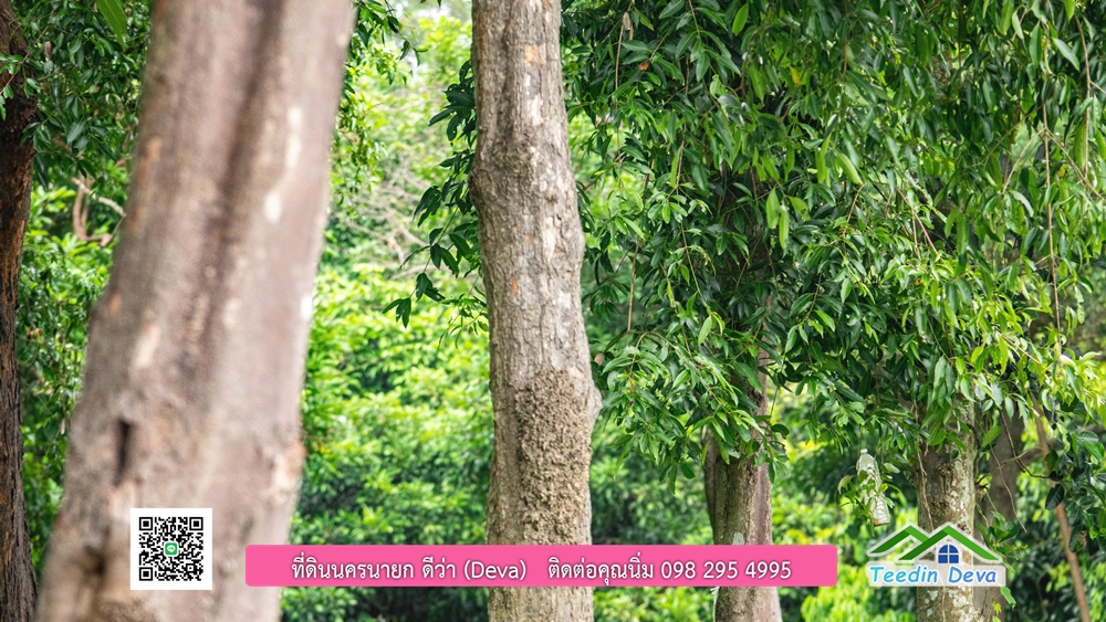 ที่ดินนครนายก ติดแม่น้ำ 14 ไร่ พื้นที่ติดแม่น้ำ 400 เมตร ชมลำธารสวยๆ บรรยากาศสบายๆ ต.สาริกา อ.เมือง จ.นครนายก