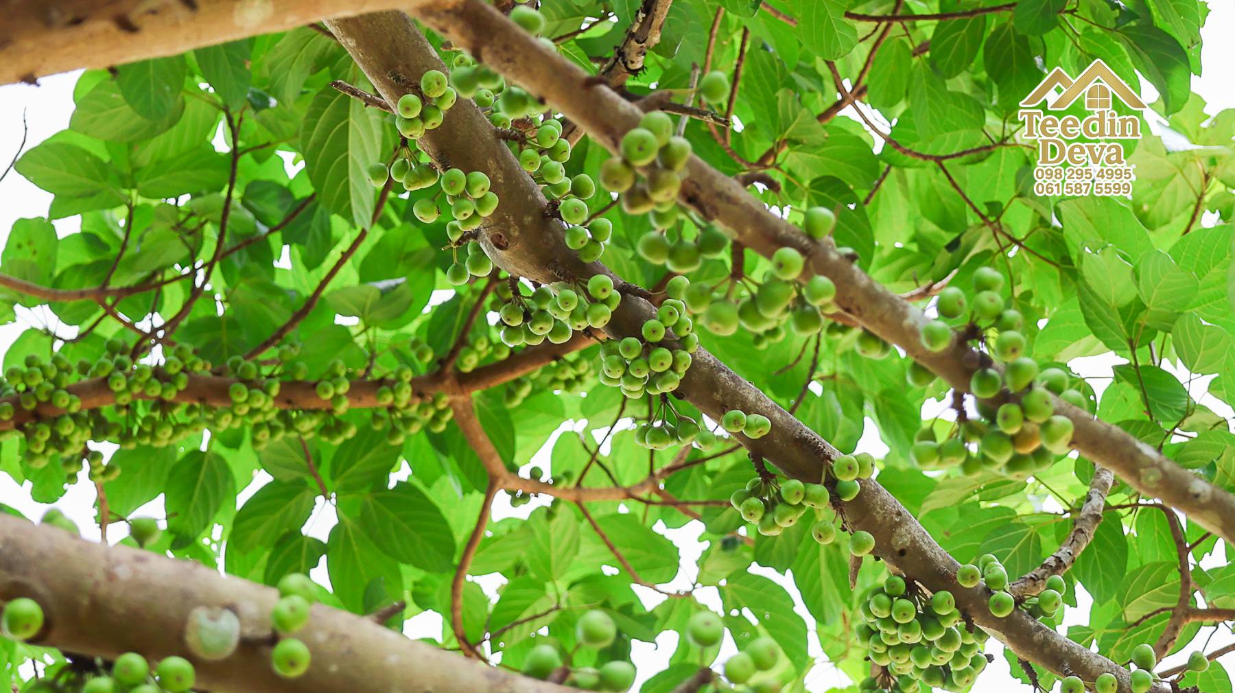 ที่ดินติดภูเขา เนินสวย พร้อมพัฒนารีสอร์ทหรือพูลวิลล่า 1 ไร่ ต.เขาพระ อ.เมือง จ.นครนายก 🏡