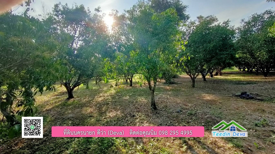 ขายสวนมะยงชิดพันธุ์ทูลเกล้า ขนาด 7 ไร่ ทำเลดีเยี่ยม ติดถนนลาดยาง ต.เขาเพิ่ม อ.บ้านนา จ.นครนายก