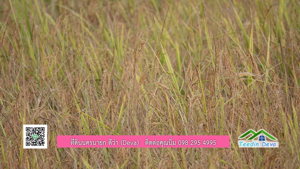 (🔴 ปิดการขาย) ที่ดินนครนายก วิวภูเขา 21 ไร่ 54 ตร.ว. โฉนดครุฑแดง ⭐ เหมาะกับเก็บไว้เก็งกำไร