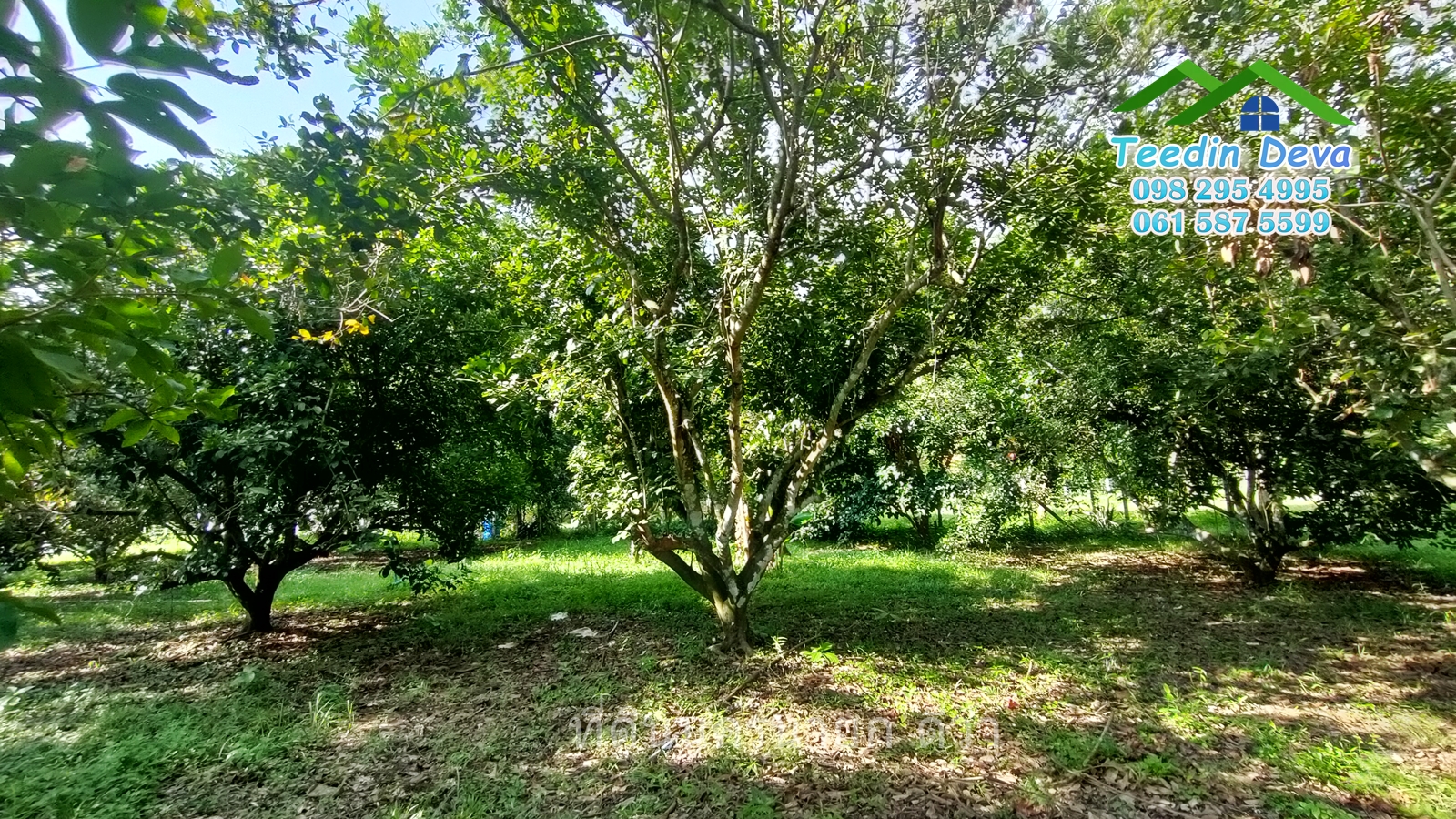 🌳🍊 ที่ดินนครนายก สวนผลไม้ เนื้อที่ 2 ไร่ ในทำเลติดกับภูเขา วิวสวยงาม ผลไม้เก็บผลผลิตได้แล้ว