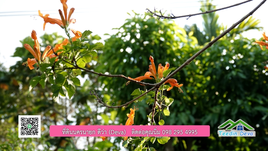 บ้านสวนผลไม้ สามารถเก็บผลผลิตได้เลย พื้นที่ 2 ไร่ 1 งาน อ.ปากพลี จ.นครนายก