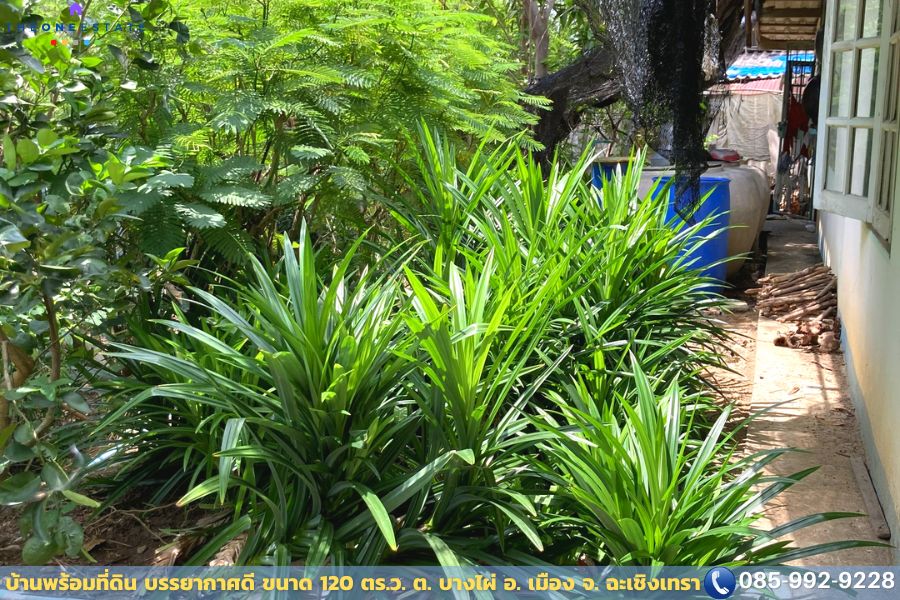 🌿ขายบ้านเดี่ยวพร้อมที่ดิน 120 ตร.ว. ใกล้ตัวเมืองแปดริ้ว บรรยากาศร่มรื่น เหมาะสำหรับนักลงทุนและครอบครัวที่มองหาบ้านหลังใหม่!