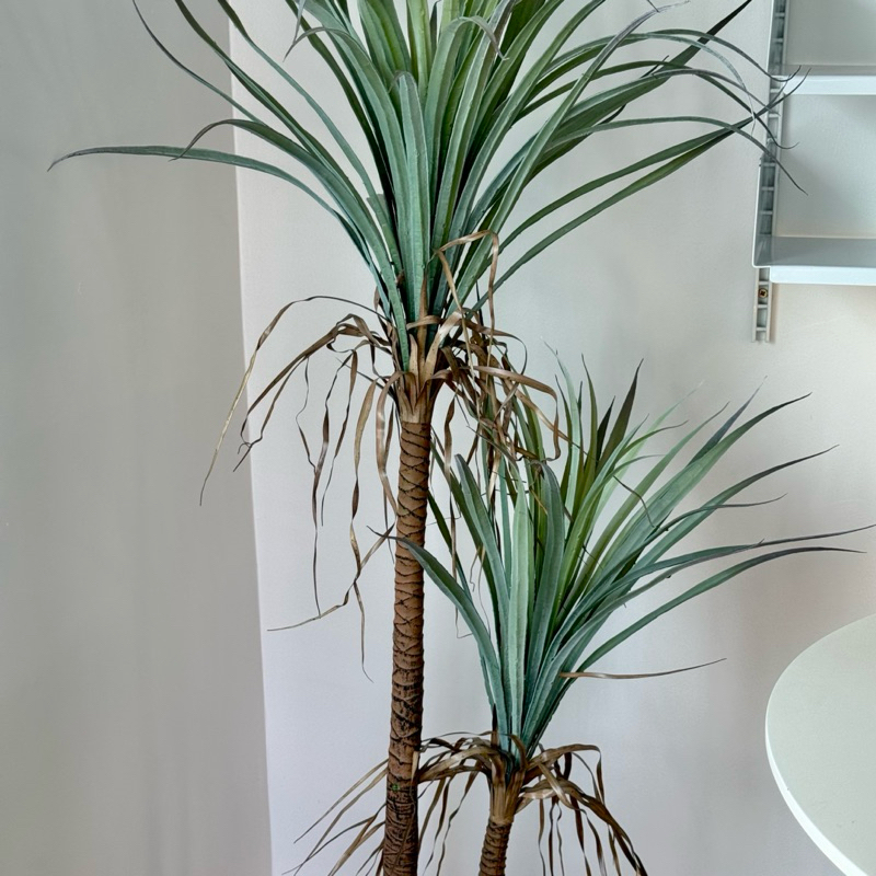 [พร้อมส่ง] : Jnihouse ต้นยุคคาประดิษฐ์ แถมตะกร้าสาน (Yucca Rostrata)(Tree)