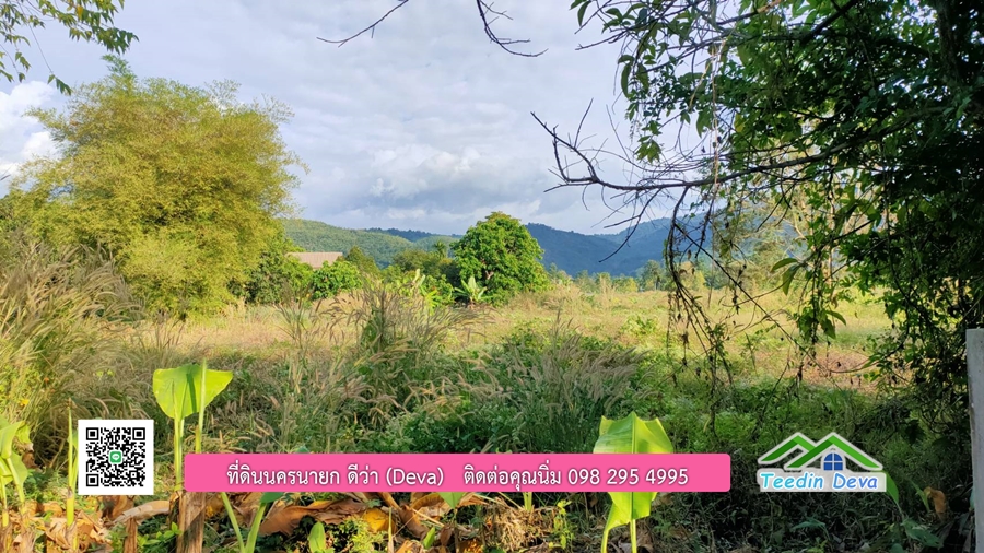 ขายสวนมะยงชิดพันธุ์ทูลเกล้า ขนาด 7 ไร่ ทำเลดีเยี่ยม ติดถนนลาดยาง ต.เขาเพิ่ม อ.บ้านนา จ.นครนายก