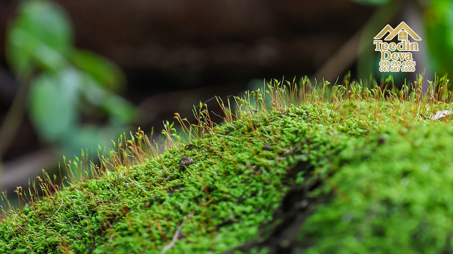 ที่ดินติดภูเขา เนินสวย พร้อมพัฒนารีสอร์ทหรือพูลวิลล่า 1 ไร่ ต.เขาพระ อ.เมือง จ.นครนายก 🏡