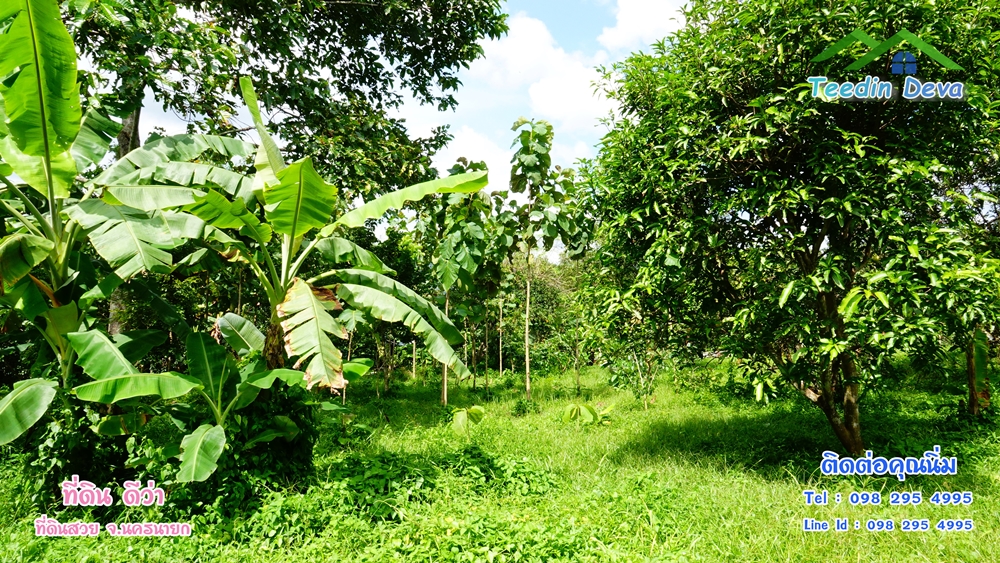 ที่ดินนครนายก สวนผลไม้ 2 ไร่ มีต้นพะยูง ต้นสักทอง ทุเรียน กาแฟ อยู่ใกล้เขื่อนขุนด่าน ต.สาริกา อ.เมือง จ.นครนายก
