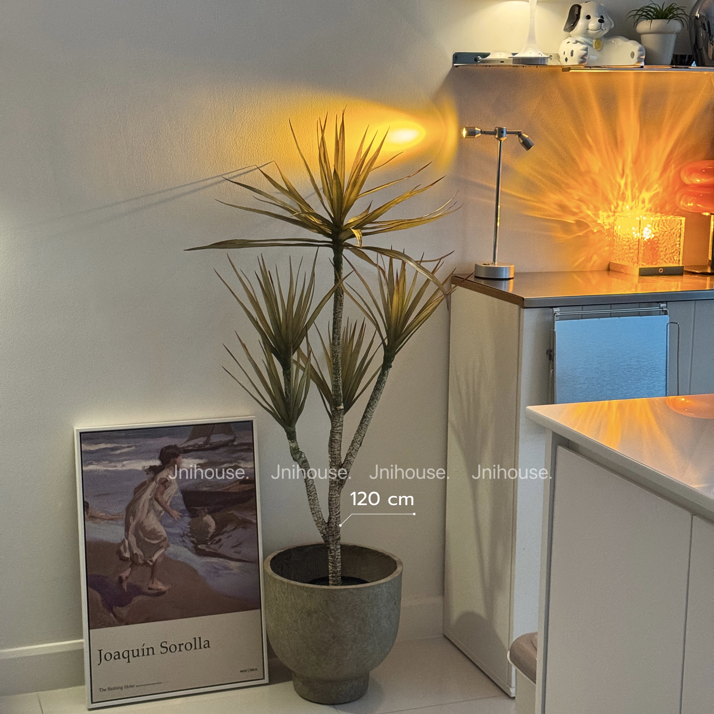 [พร้อมส่ง] Jnihouse : Dragon tree แถมตะกร้าสาน (Dracaena marginata)