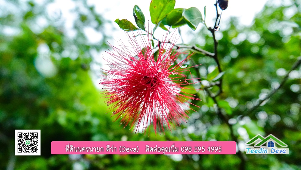 บ้านไทยประยุกต์ พร้อมสวนผลไม้ พืชผักสวนครัว ใกล้กับตัวเมืองนครนายก