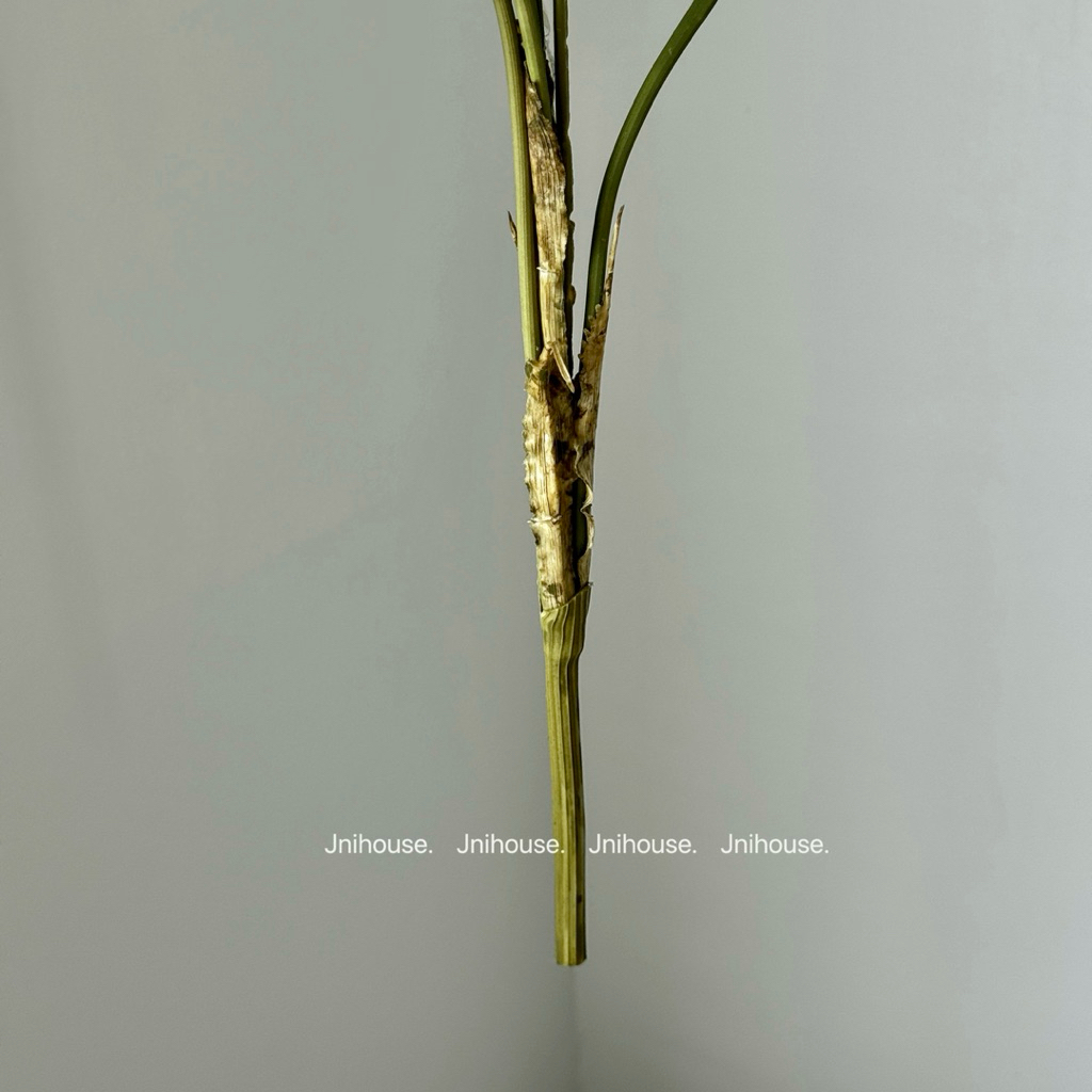 [พร้อมส่ง] Jnihouse : กิ่งปาล์มประดิษฐ์ (Artificial Palm branch)