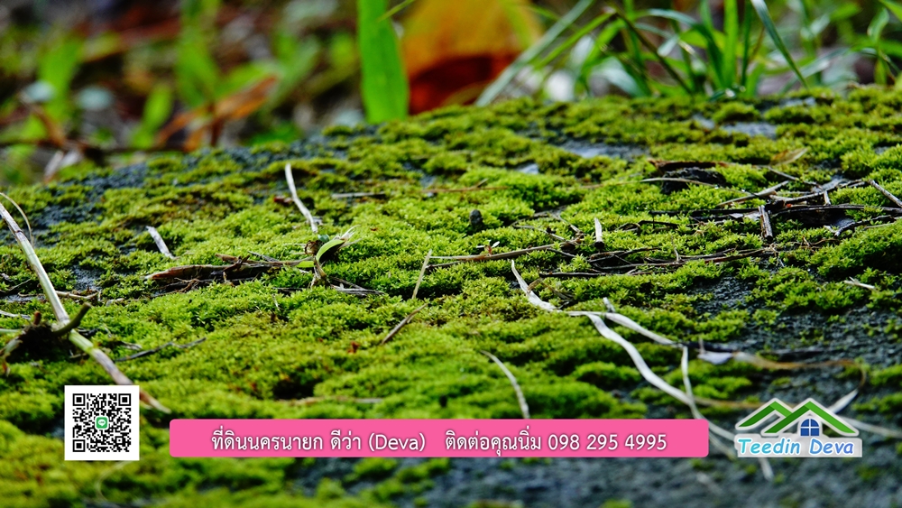 (ðī āļāļīāļāļāļēāļĢāļāļēāļĒ) āļāļĩāđāļāļīāļāļāļāļĢāļāļēāļĒāļ āļāļīāļāļĨāļģāļāļēāļĢ āļāļĨāļđāļāļāļĨāđāļĄāđ 8 āđāļĢāđ 2 āļāļēāļ āļ.āļŠāļēāļĢāļīāļāļē āļ.āđāļĄāļ·āļāļ āļ.āļāļāļĢāļāļēāļĒāļ