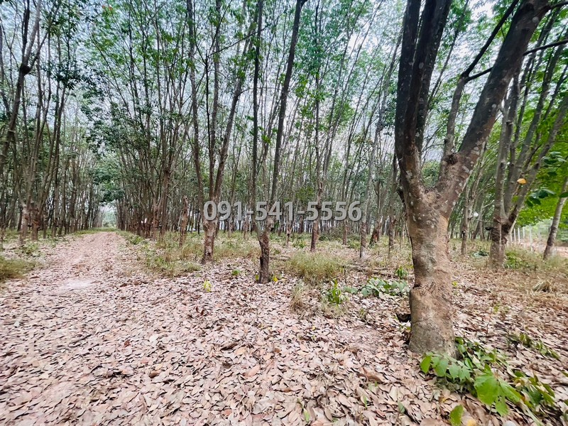 ขายที่ดิน เนื้อที่ 15-0-66.9 ไร่ แม่น้ำคู้ ปลวกแดง ระยอง ใกล้อ่างเก็บน้ำดอกกราย ล้อมรั้วไว้เรียบร้อย