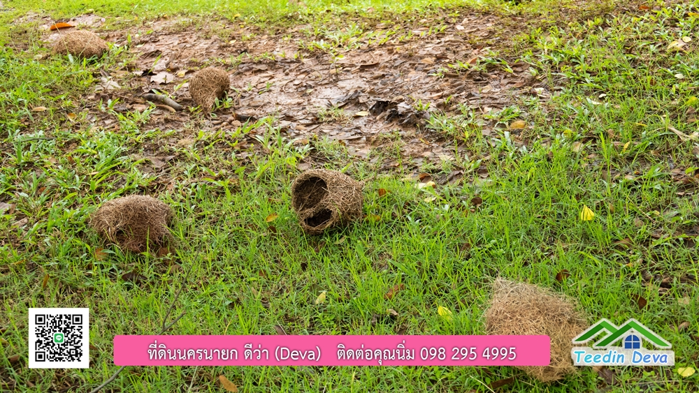 ขายบ้านสวน กลางนา วิวเขาใหญ่ ต.สาริกา อ.เมือง จ.นครนายก