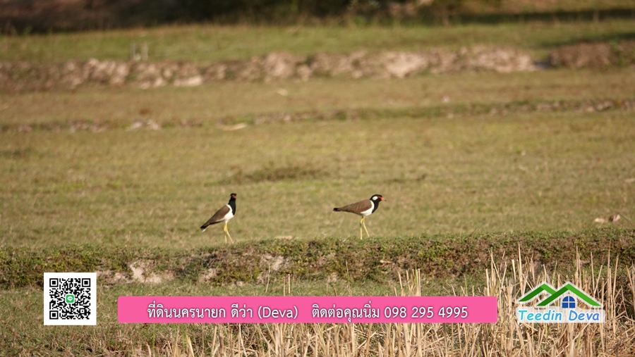 บ้านสวนผลไม้ สามารถเก็บผลผลิตได้เลย พื้นที่ 2 ไร่ 1 งาน อ.ปากพลี จ.นครนายก