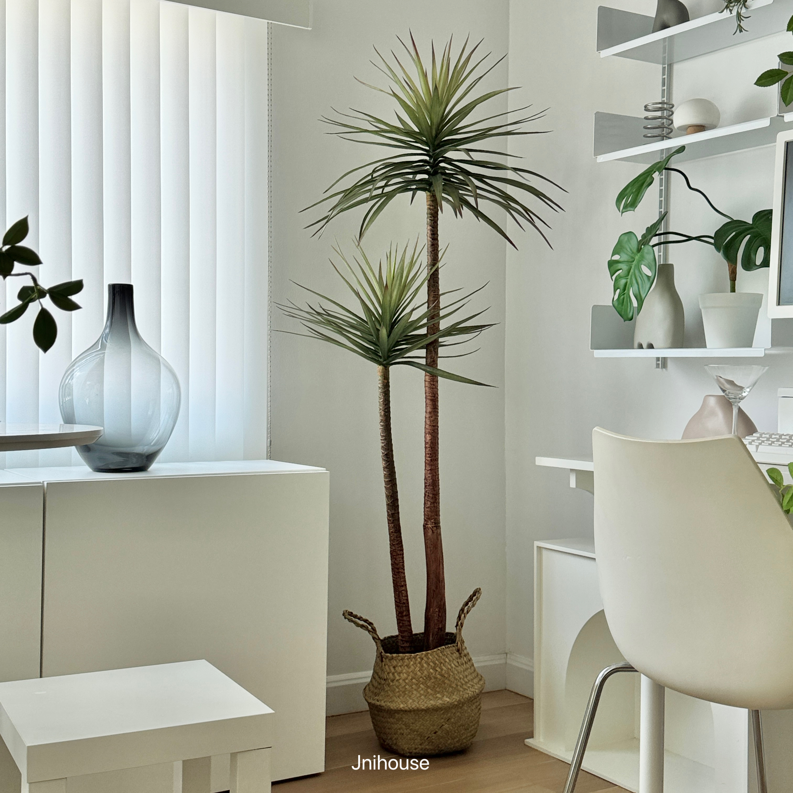 [พร้อมส่ง] Jnihouse : Dragon tree แถมตะกร้าสาน (Dracaena marginata)