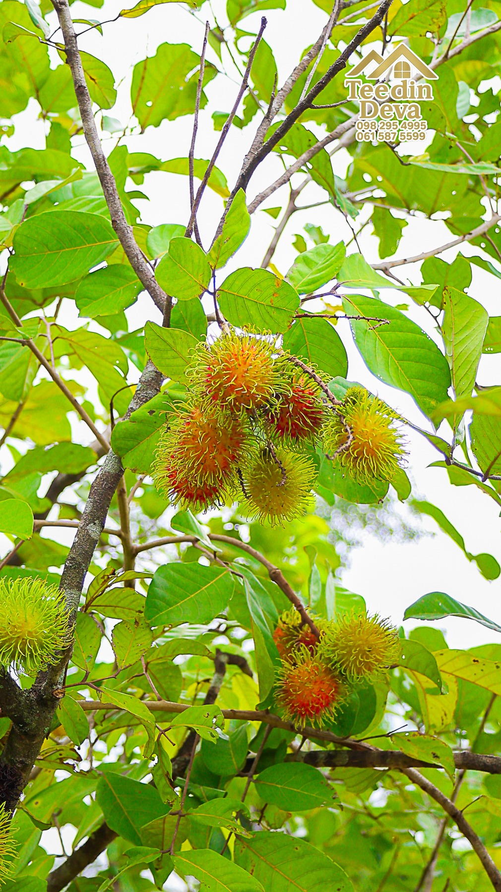 🌤 วิวภูเขาโอบล้อม ความสงบโอบใจ... ที่ดินสวนผลไม้ 120 ตร.ว. ต.หินตั้ง อ.เมือง จ.นครนายก 💛