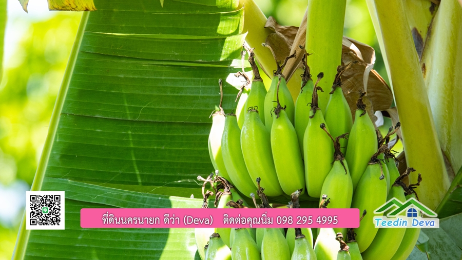 (ติดจอง) ที่ดินนครนายก บ้านสวน พร้อมที่ดิน ขนาด 1 ไร่ 1 งาน วิวภูเขาสวย อยู่ใกล้เขื่อนขุนด่านปราการชล