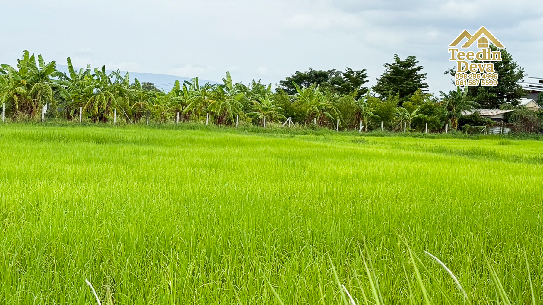 ที่ดินนครนายก ราคาถูก 100 ตรว พร้อมขุดโคกหนองนาให้ฟรี ต.ศรีนาวา อ.เมือง จ.นครนายก