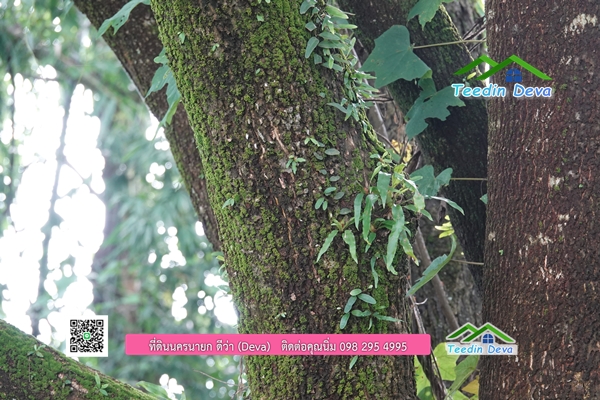 🌳 ที่ดินแปลงสวย 1 ไร่ 21 ตร.ว ใกล้กับแม่น้ำนครนายก บรรยากาศดี ร่มรื่น มีต้นไม้ใหญ่ในแปลง โฉนดครุฑแดง