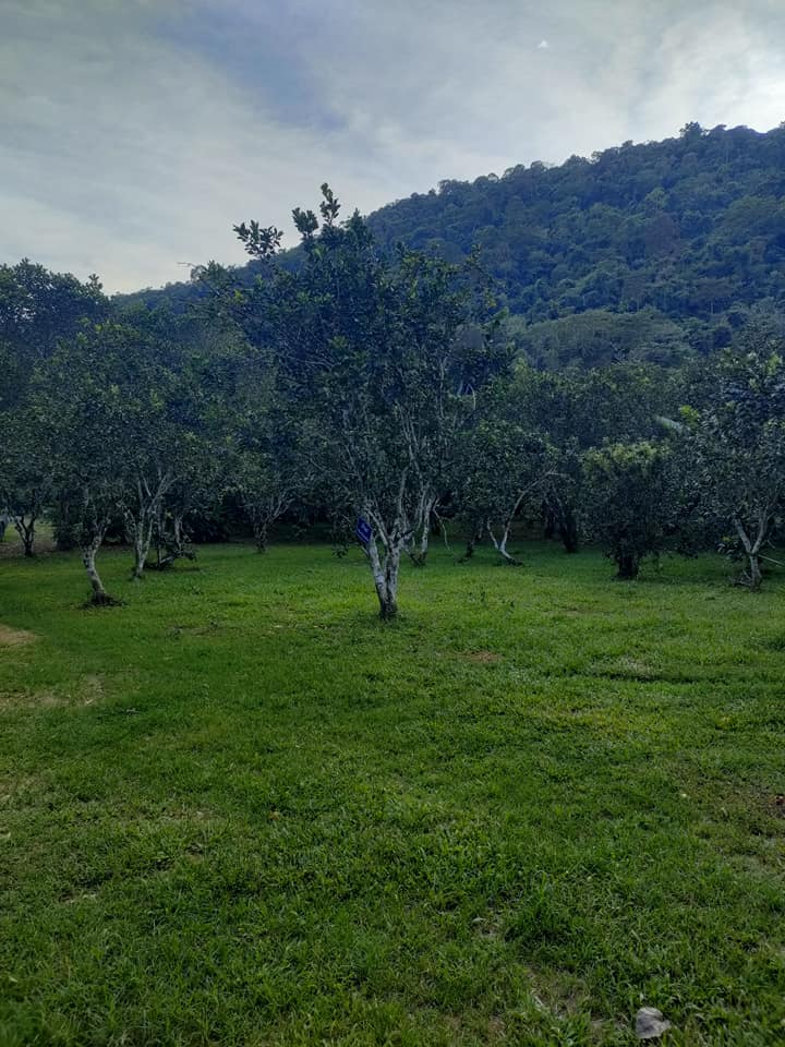 ที่ดินนครนายก ติดลำธารสวย บรรยากาศดีมากๆ วิวภูเขาล้อมพาโนราม่า ต.สาริกา อ.เมือง จ.นครนายก โฉนดครุฑแดง