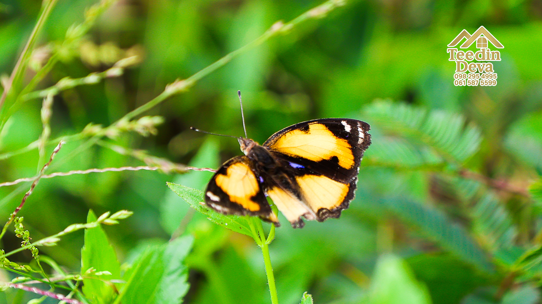🌤 วิวภูเขาโอบล้อม ความสงบโอบใจ... ที่ดินสวนผลไม้ 120 ตร.ว. ต.หินตั้ง อ.เมือง จ.นครนายก 💛