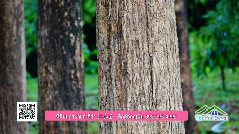 (ðī āļāļīāļāļāļēāļĢāļāļēāļĒ) āļāļĩāđāļāļīāļāļāļāļĢāļāļēāļĒāļ āļāļīāļāļĨāļģāļāļēāļĢ āļāļĨāļđāļāļāļĨāđāļĄāđ 8 āđāļĢāđ 2 āļāļēāļ āļ.āļŠāļēāļĢāļīāļāļē āļ.āđāļĄāļ·āļāļ āļ.āļāļāļĢāļāļēāļĒāļ