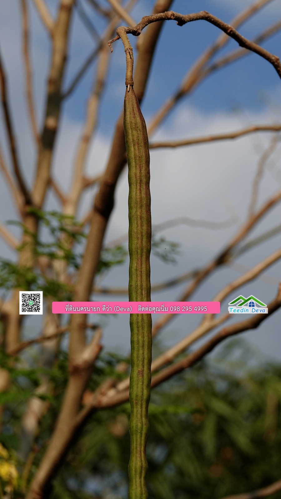 บ้านสวนผลไม้ สามารถเก็บผลผลิตได้เลย พื้นที่ 2 ไร่ 1 งาน อ.ปากพลี จ.นครนายก