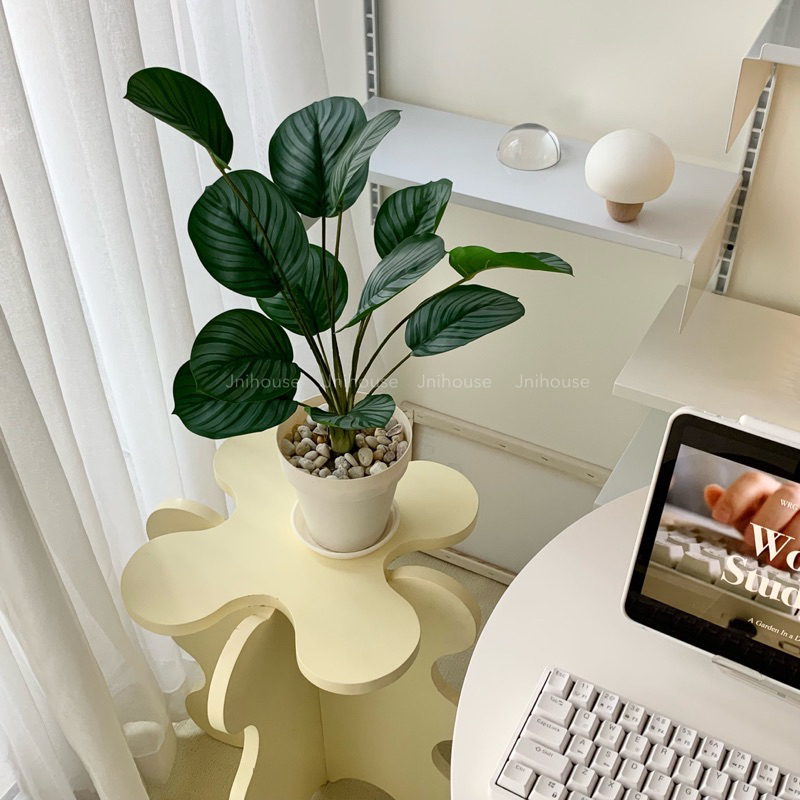 [พร้อมส่ง] Jnihouse : ต้นคล้าปลอม (Calatheas)