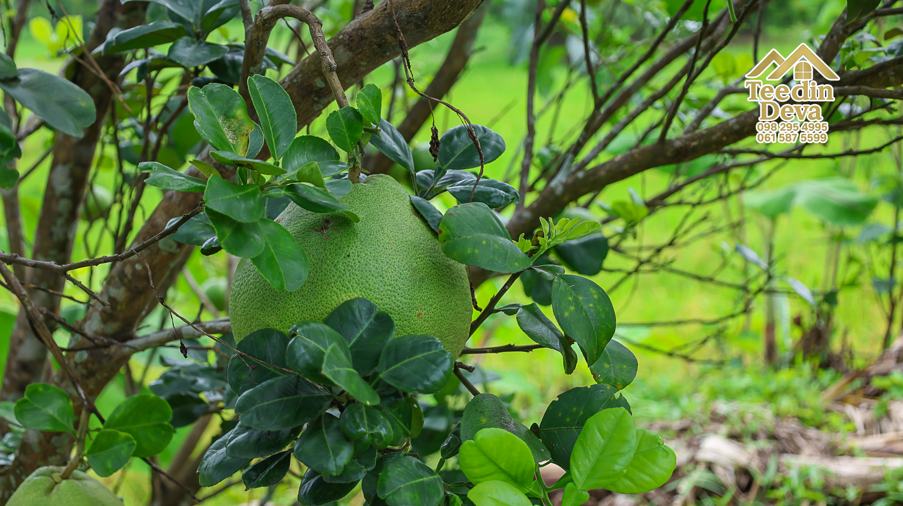 🏡 บ้านพร้อมที่ดินวิวภูเขา 1 ไร่ 3 งาน 45 ตรว. – ต.เขาพระ อ.เมือง จ.นครนายก 🌿