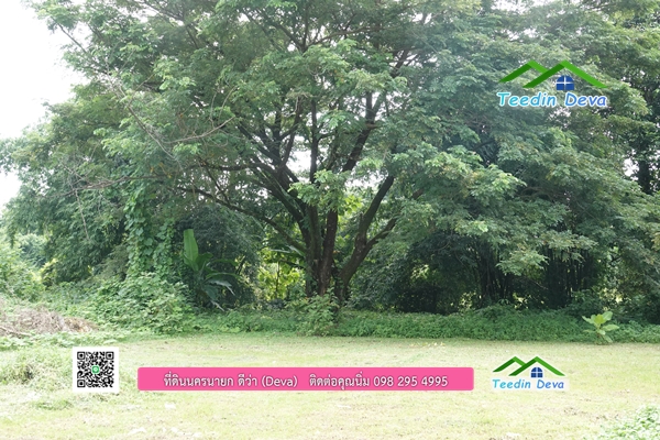 🌳 ที่ดินแปลงสวย 1 ไร่ 21 ตร.ว ใกล้กับแม่น้ำนครนายก บรรยากาศดี ร่มรื่น มีต้นไม้ใหญ่ในแปลง โฉนดครุฑแดง
