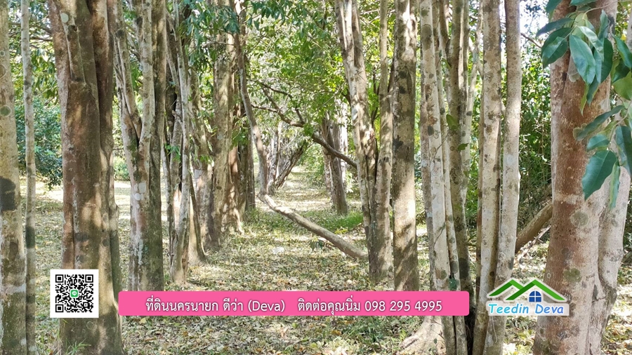 บ้านสวนผลไม้ ใกล้กับแหล่งท่องเที่ยว เจ้าของปลูกมะยงชิด ส้มโอ ต้นกฤษณา 20 ไร่ อยู่ติดถนนสายท่องเที่ยว สาริกา-นางรอง ต.สาริกา อ.เมือง จ.นครนายก