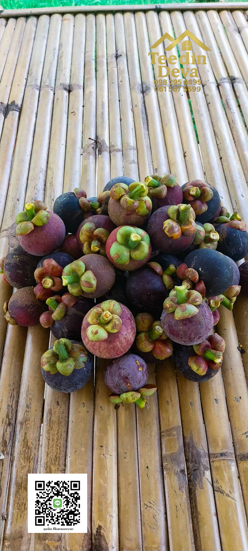 🌿 บ้านสวนในฝัน พร้อมอยู่ ใกล้เขื่อนขุนด่าน เนื้อที่ 1 ไร่ ต.สาริกา อ.เมือง จ.นครนายก 🏡