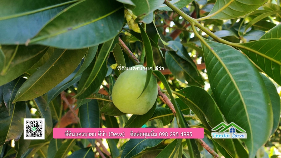 บ้านสวน ผลไม้ วิวอุทยานเขาใหญ่ เนื้อที่ 2 ไร่ 1 งาน อ.ปากพลี จ.นครนายก