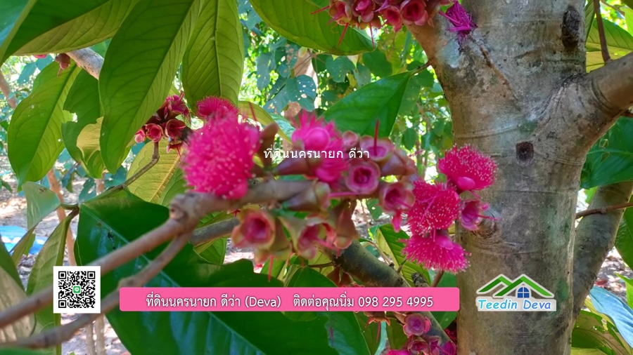 บ้านสวน ผลไม้ วิวอุทยานเขาใหญ่ เนื้อที่ 2 ไร่ 1 งาน อ.ปากพลี จ.นครนายก