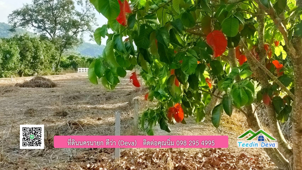 ที่ดินวิวภูเขา แปลงสวย เนื้อที่ 1 ไร่ 3 งาน ด้านหน้าวิวภูเขา ด้านหลังเป็นสวนผลไม้ ต.เขาเพิ่ม อ.บ้านนา จ.นครนายก