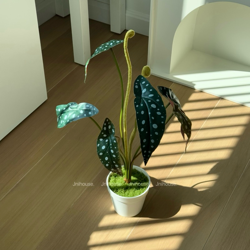 [พร้อมส่ง] Jnihouse : ต้นไม้ประดิษฐ์บีโกเนียลายจุด (Artificial Begonia Maculata Tree)