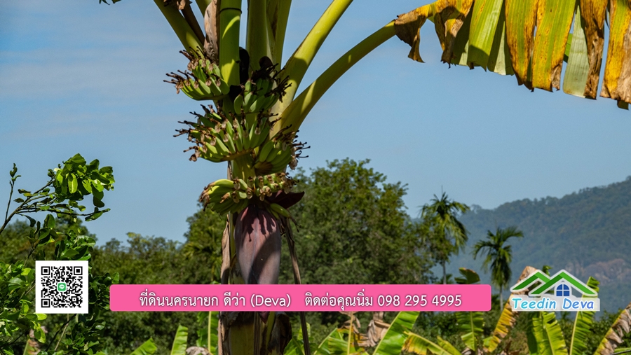 (ติดจอง) ที่ดินนครนายก บ้านสวน พร้อมที่ดิน ขนาด 1 ไร่ 1 งาน วิวภูเขาสวย อยู่ใกล้เขื่อนขุนด่านปราการชล