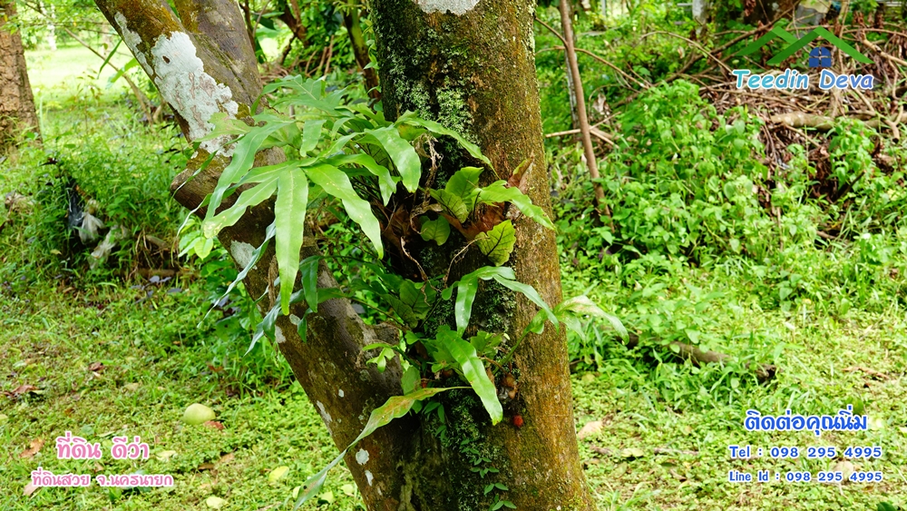 ที่ดินนครนายก สวนผลไม้ 2 ไร่ มีต้นพะยูง ต้นสักทอง ทุเรียน กาแฟ อยู่ใกล้เขื่อนขุนด่าน ต.สาริกา อ.เมือง จ.นครนายก