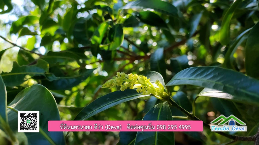 บ้านสวนผลไม้ สามารถเก็บผลผลิตได้เลย พื้นที่ 2 ไร่ 1 งาน อ.ปากพลี จ.นครนายก