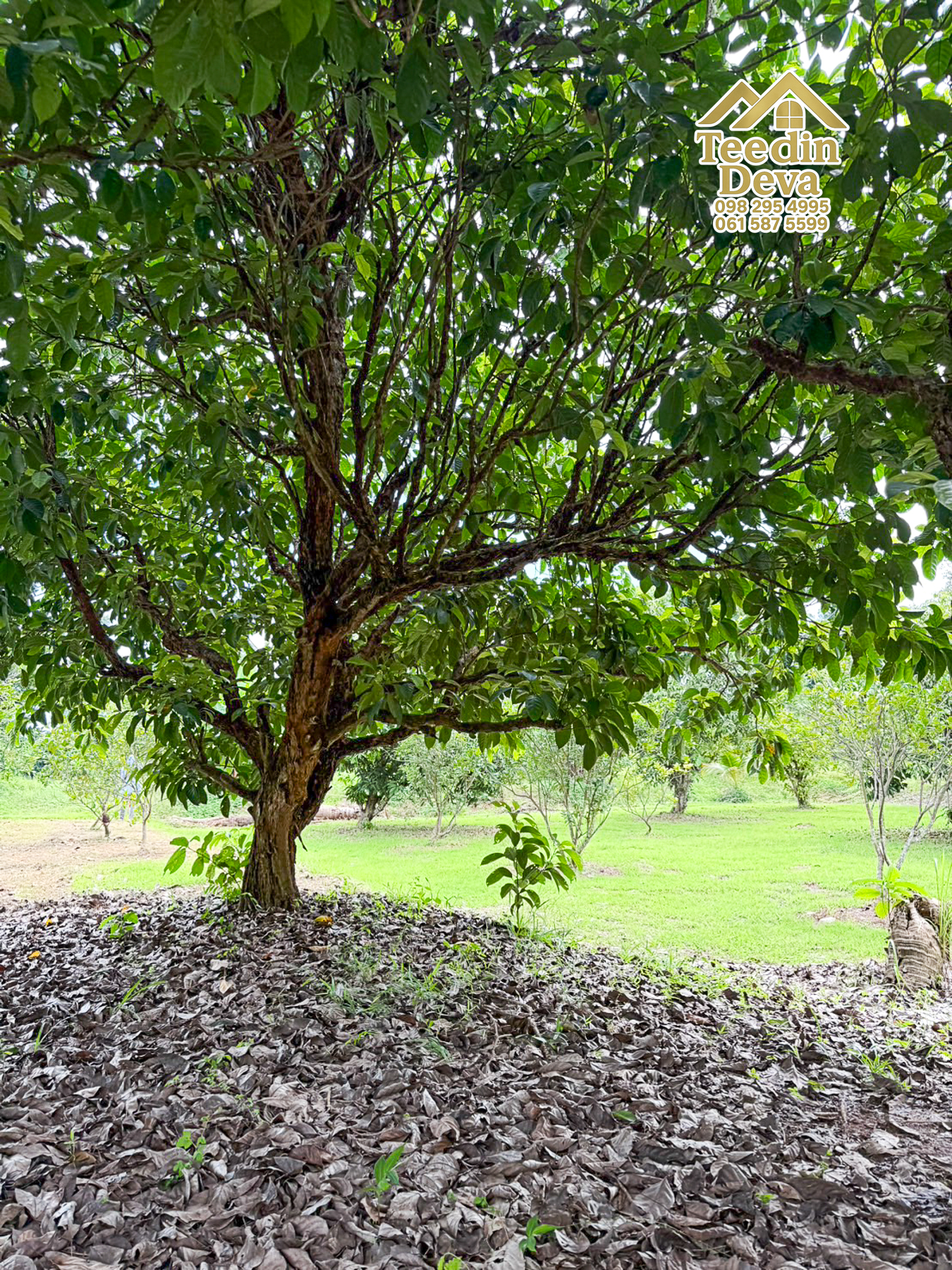 🌿 สวนผลไม้ในฝัน ใกล้เขื่อนขุนด่านปราการชล — 1 ไร่ 12 ตรว. ต.หินตั้ง อ.เมือง จ.นครนายก 🌿