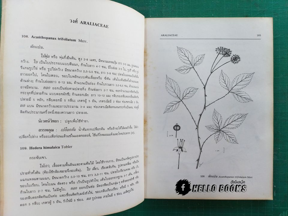 สมุนไพรไทย ตอนที่ 1 - 3