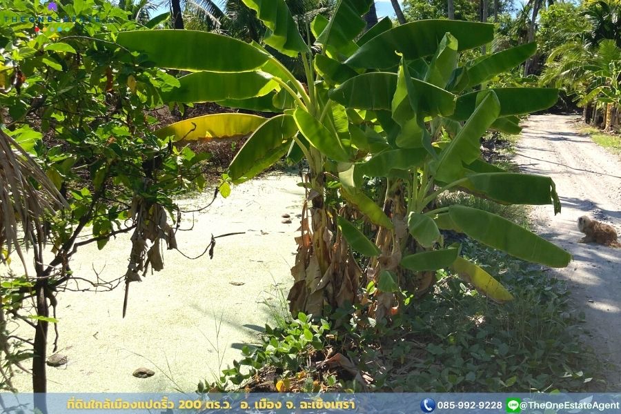 📣 ขายด่วน! ที่ดินเมืองแปดริ้วบรรยากาศสวน 200 ตรว. บรรยากาศดีมาก เหมาะทั้งทำการเกษตร สร้างบ้านอาศัย ต.บางตีนเป็ด อ.เมือง จ.ฉะเชิงเทรา The Best ! | โทร. 085-992-9228