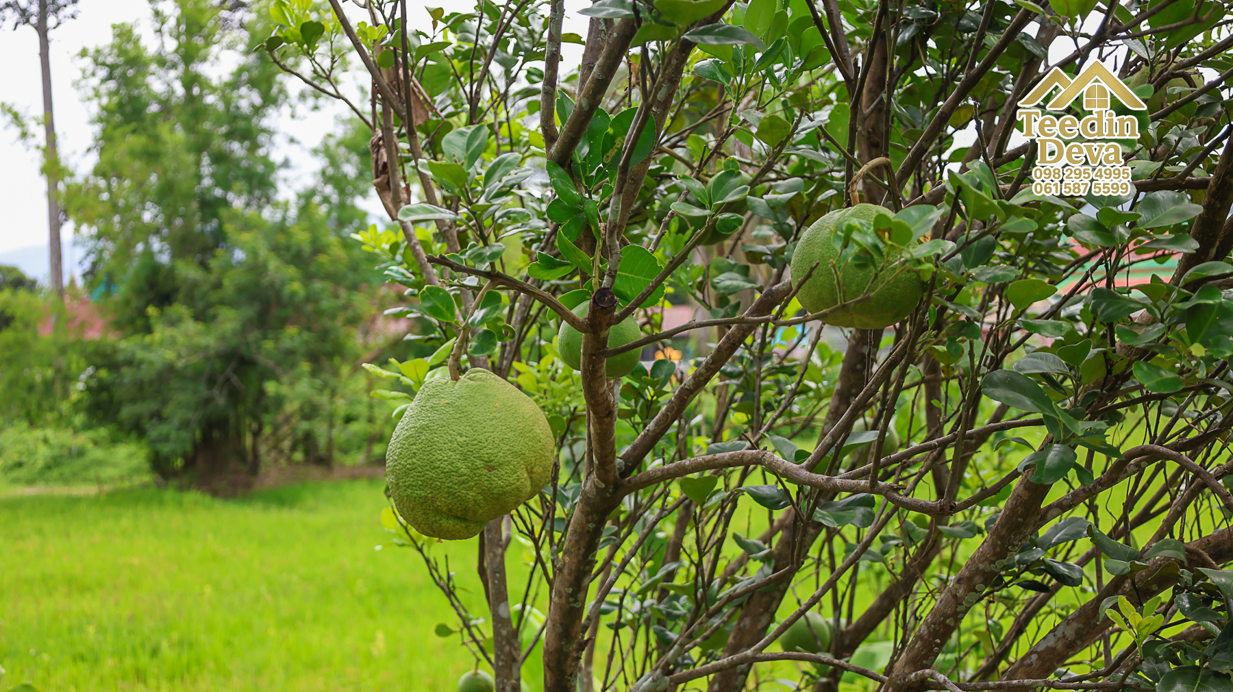 🏡 บ้านพร้อมที่ดินวิวภูเขา 1 ไร่ 3 งาน 45 ตรว. – ต.เขาพระ อ.เมือง จ.นครนายก 🌿