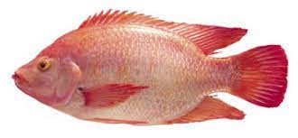 ปลาทับทิม | Freshfishs