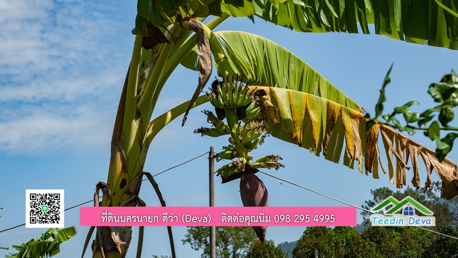 (ติดจอง) ที่ดินนครนายก บ้านสวน พร้อมที่ดิน ขนาด 1 ไร่ 1 งาน วิวภูเขาสวย อยู่ใกล้เขื่อนขุนด่านปราการชล