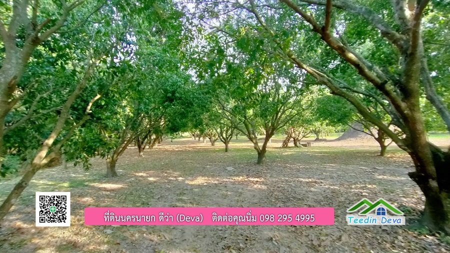 ขายสวนมะยงชิดพันธุ์ทูลเกล้า ขนาด 7 ไร่ ทำเลดีเยี่ยม ติดถนนลาดยาง ต.เขาเพิ่ม อ.บ้านนา จ.นครนายก