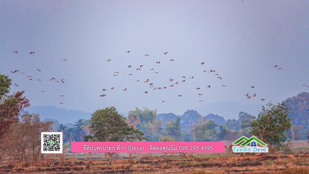 🌿 ที่ดินสวยๆ ขนาด 2 ไร่ พร้อมน้ำไฟ ดินดี น้ำดี อากาศดี มีเพื่อนบ้าน ณ ต.ปากพลี อ.ปากพลี จ.นครนายก