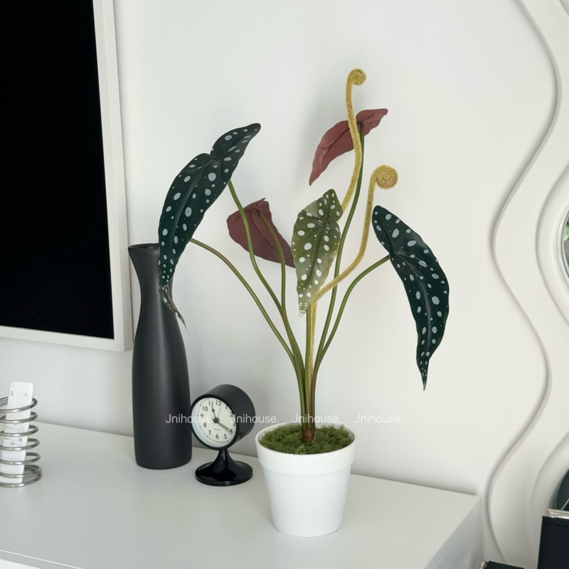 [พร้อมส่ง] Jnihouse : ต้นไม้ประดิษฐ์บีโกเนียลายจุด (Artificial Begonia Maculata Tree)