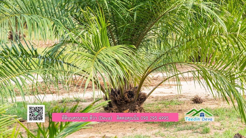 ขายที่ดิน สวนปาล์ม แปลงสวย ทำเลดี เนื้อที่ 11-3-8 ไร่ ให้ผลผลิตแล้ว อ.ปากพลี จ.นครนายก